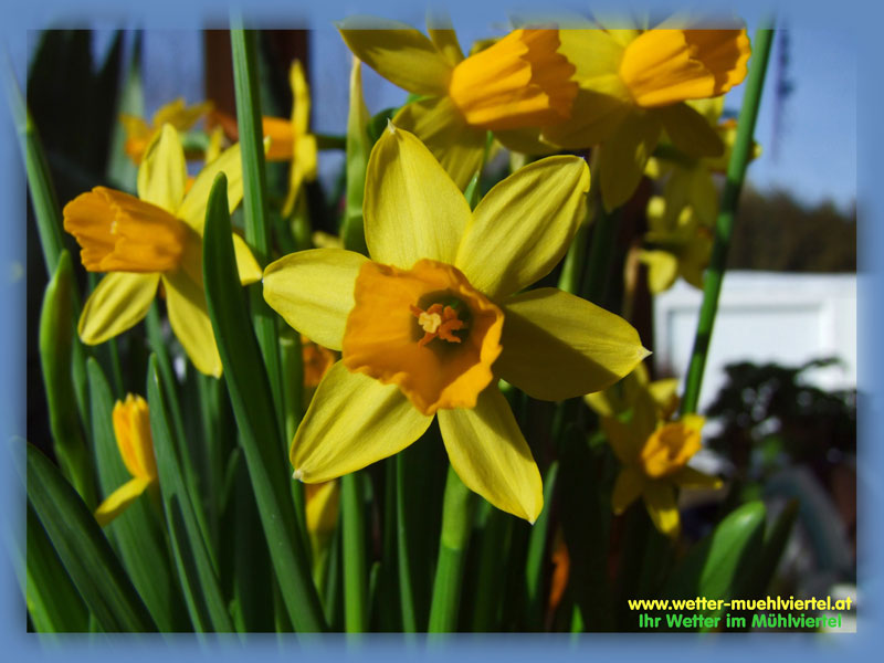 Frühlingsfoto
