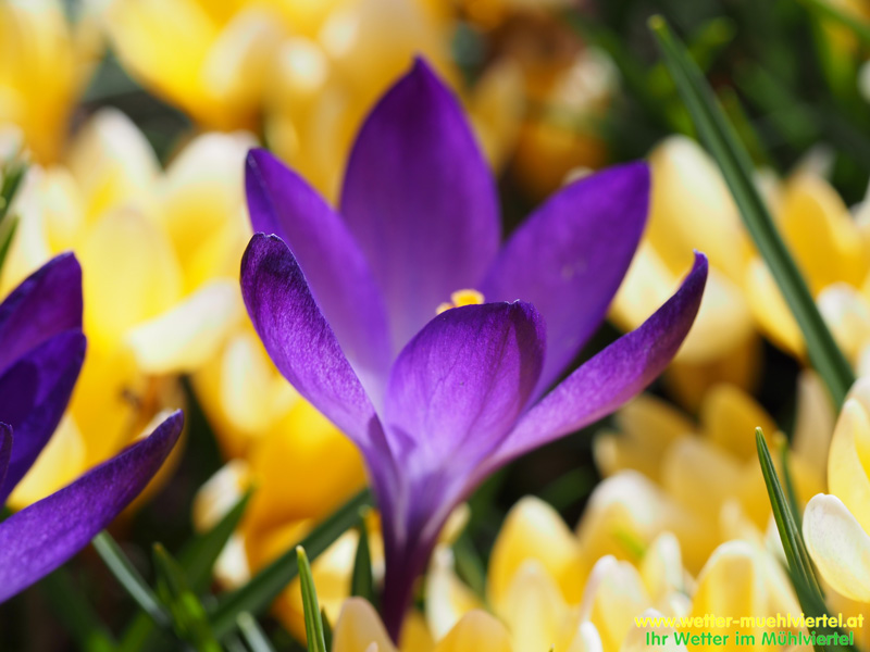 Frühlingsfoto