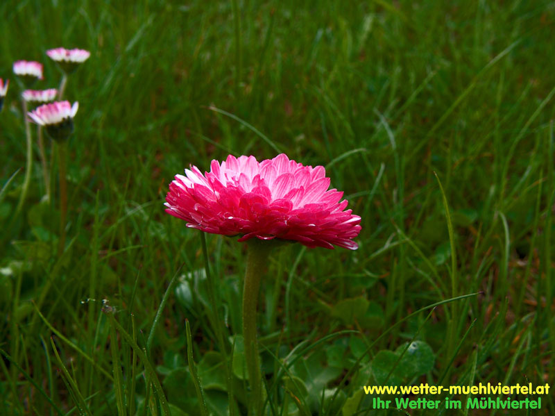 Frühlingsfoto
