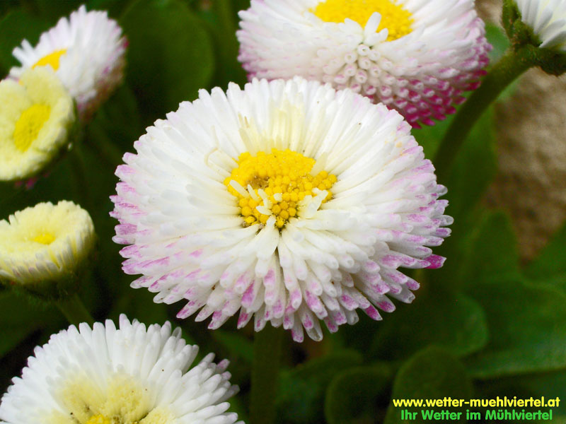 Frühlingsfoto
