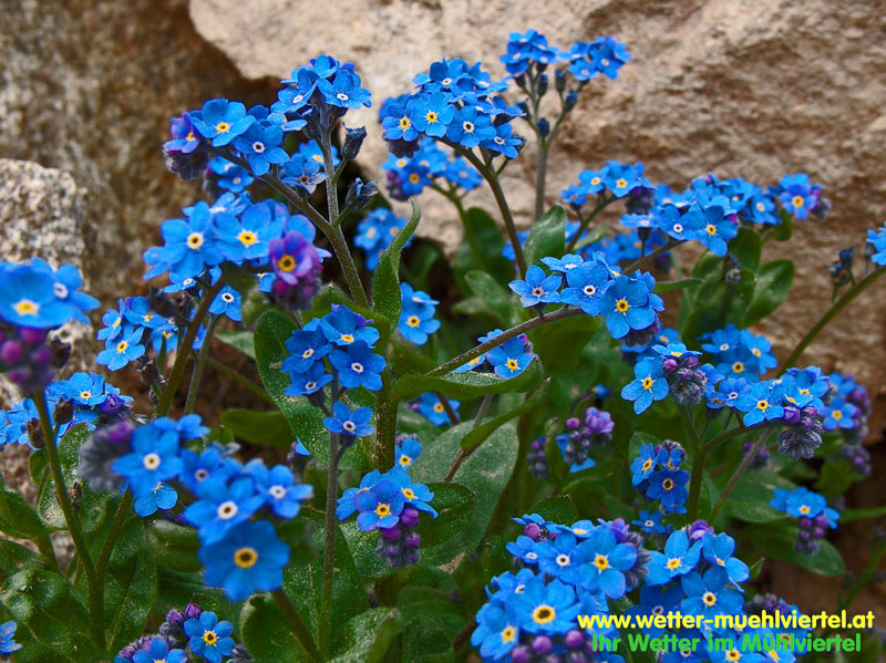 Frühlingsfoto