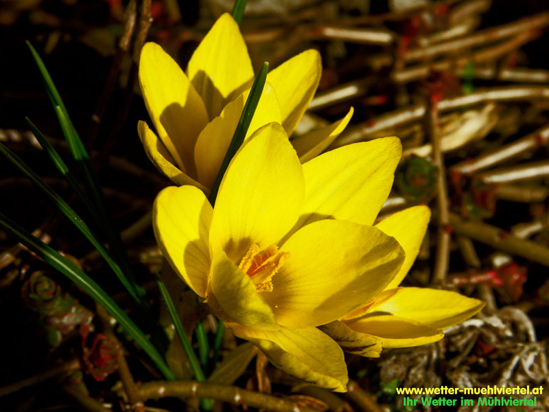 Frühlingsfoto