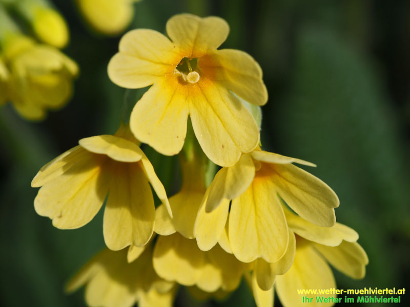 Frühlingsfoto