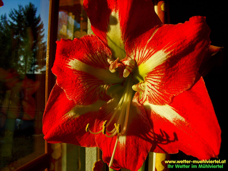 Frühlingsfoto
