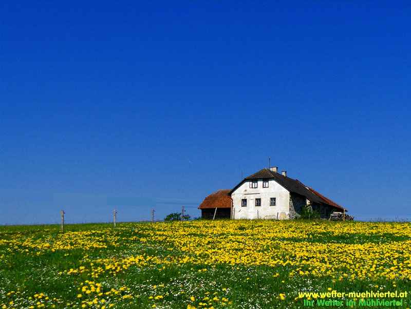 Frühlingsfoto