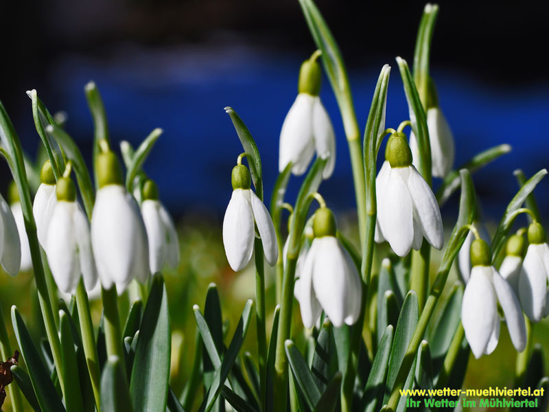 Frühlingsfoto