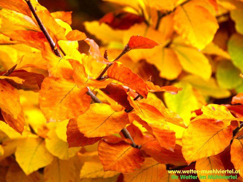 Herbstfoto