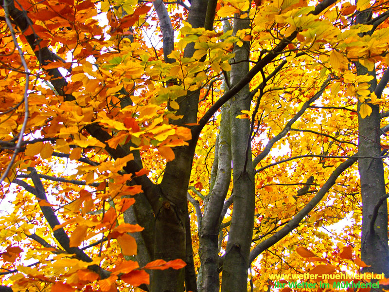 Herbstfoto