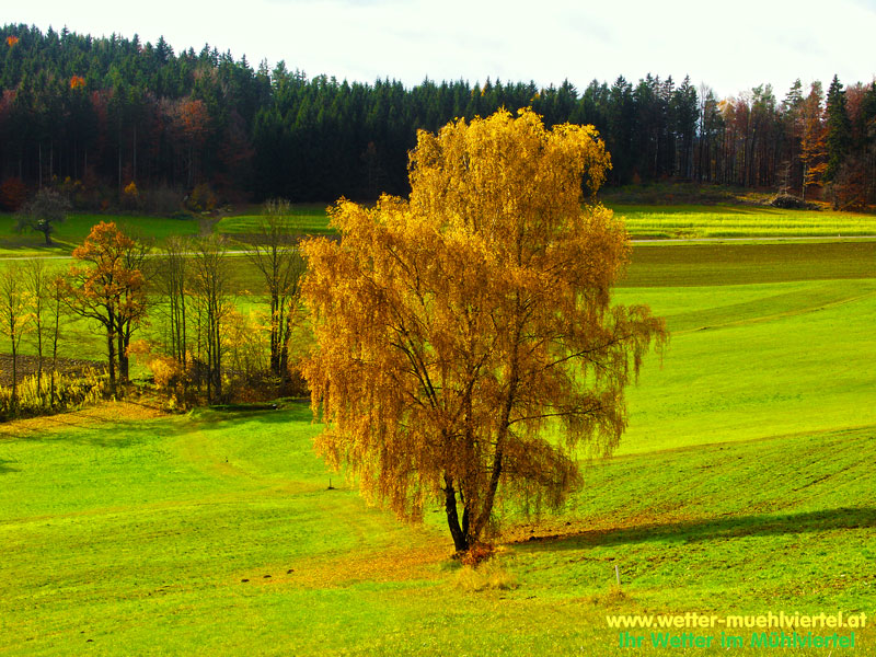 Herbstfoto
