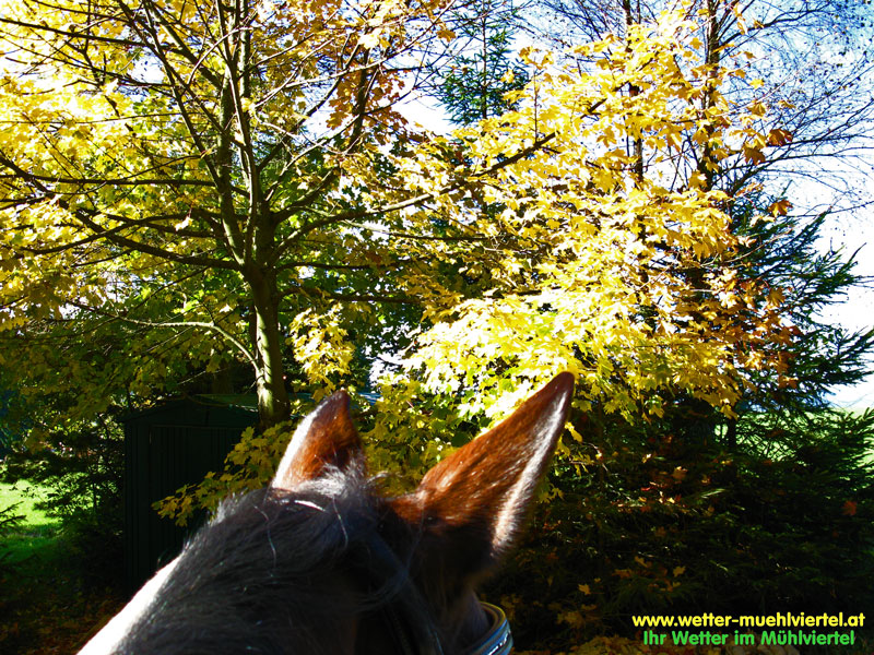 Herbstfoto