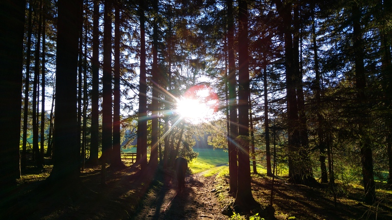 Herbstfoto