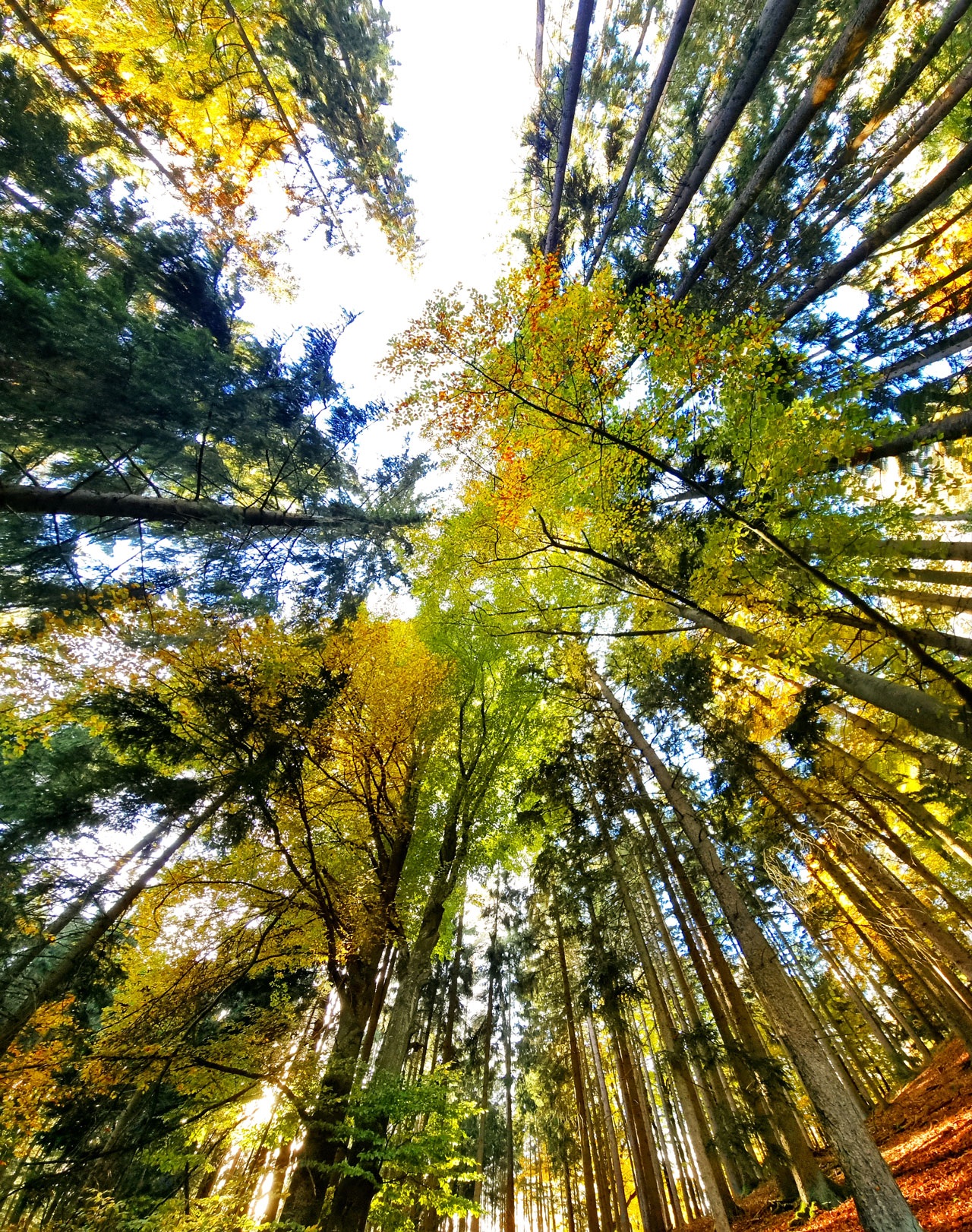 Herbstfoto