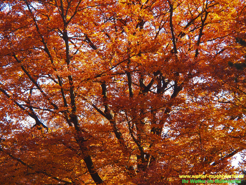 Herbstfoto