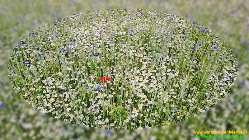 Sommerfoto