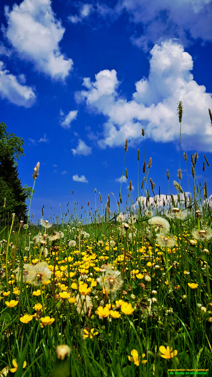 Sommerfoto