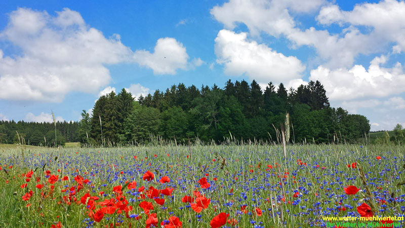 Sommerfoto