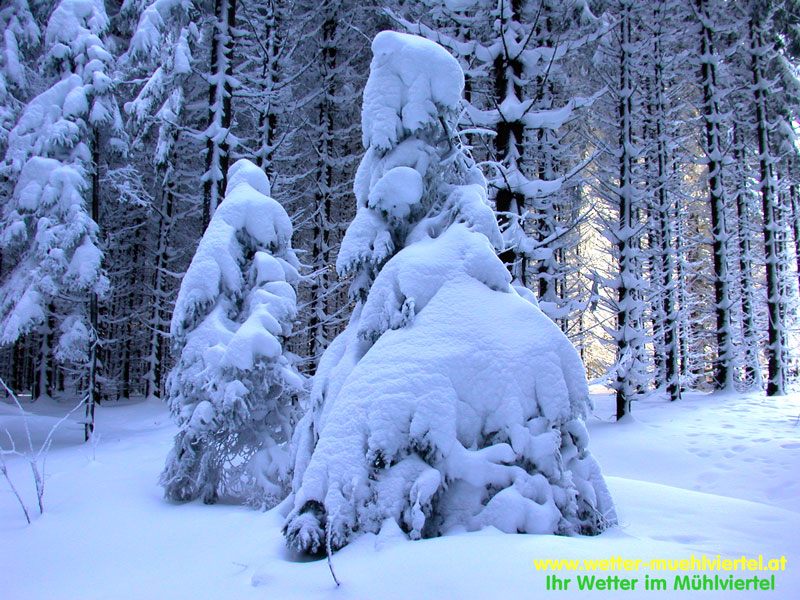 Winterfoto